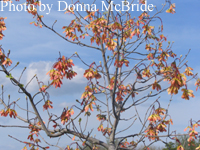 Acer rubrum v. triloba (Red Maple)
